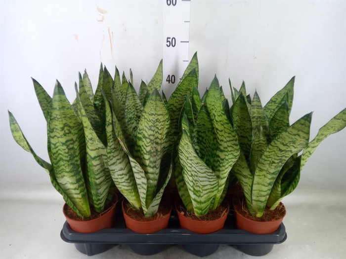 <h4>Sansevieria zeylanica</h4>
