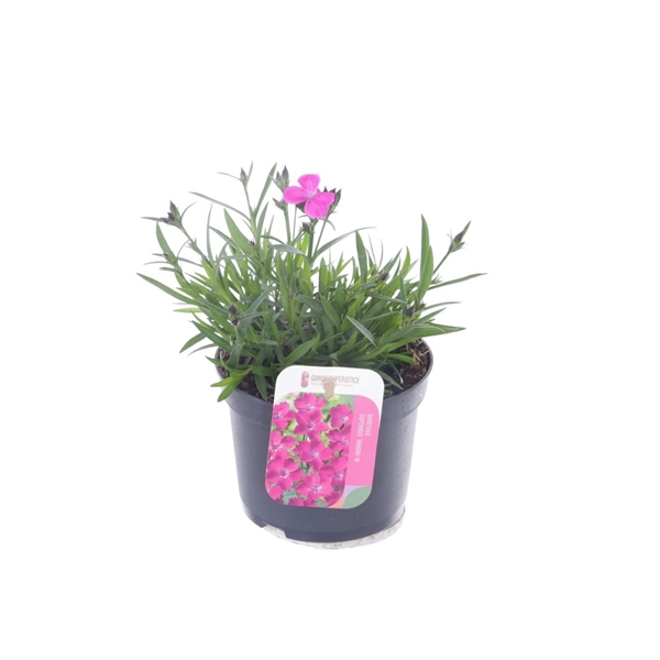 <h4>Dianthus caryophyllus Kahori</h4>