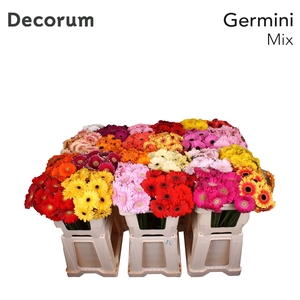 Germini Mix Water