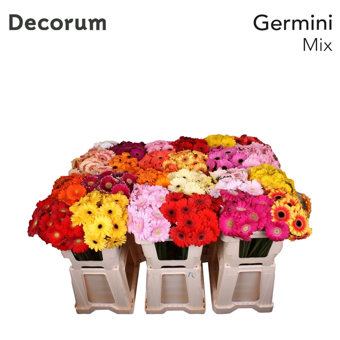 <h4>Germini Mix Water</h4>