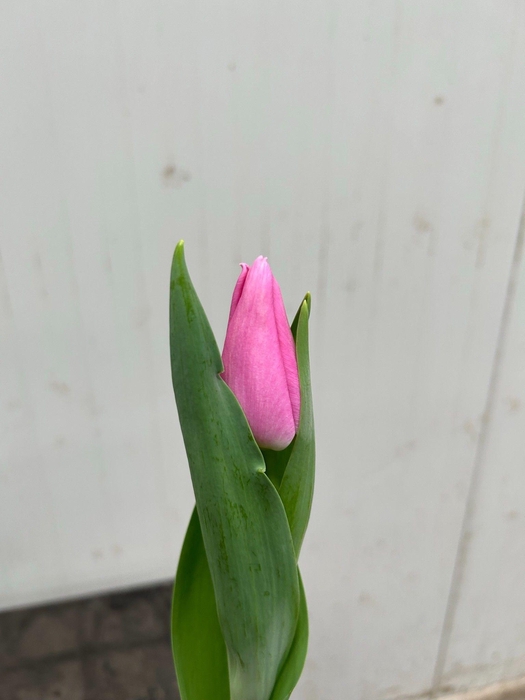 <h4>Tulipa En Sandor</h4>