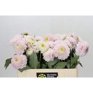 Dahlia Dancing Don