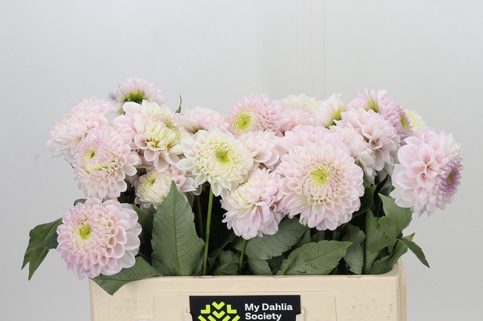 <h4>Dahlia Dancing Don</h4>