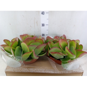 Kalanchoe NF thyrsiflora