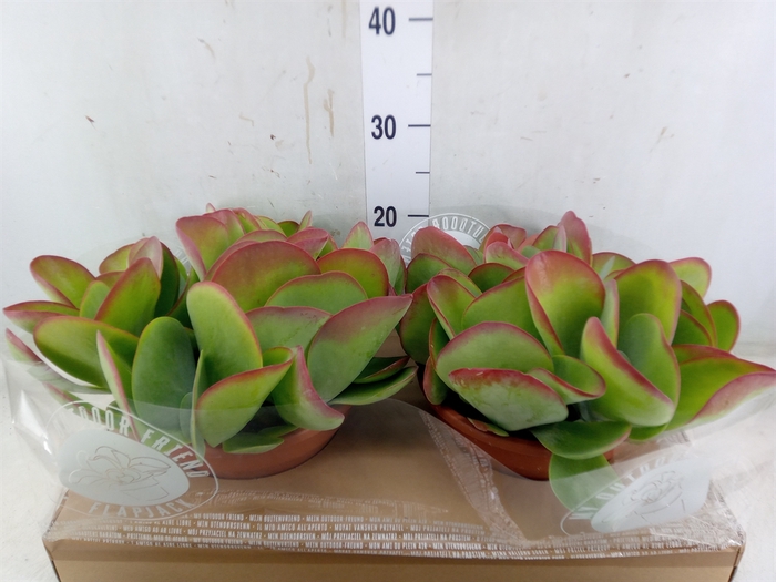 <h4>Kalanchoe NF thyrsiflora</h4>