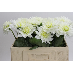 Dahlia Karma M. Zwaan
