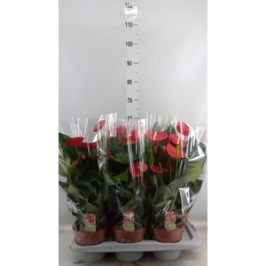 Anthurium andr. 'Tremendo'