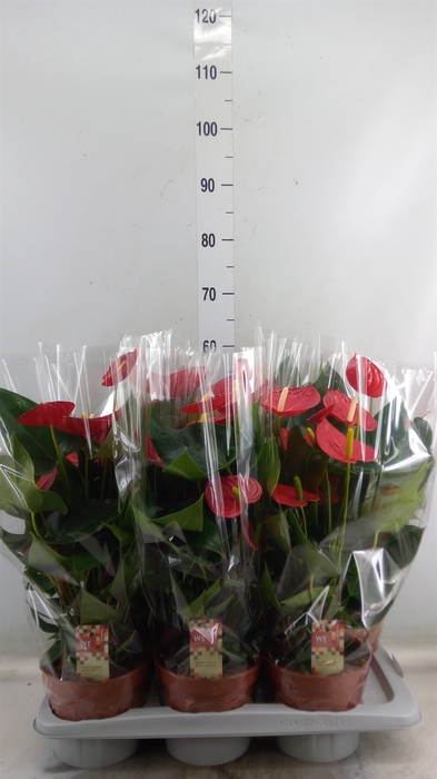 <h4>Anthurium andr. 'Tremendo'</h4>