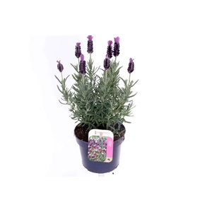 Lavandula