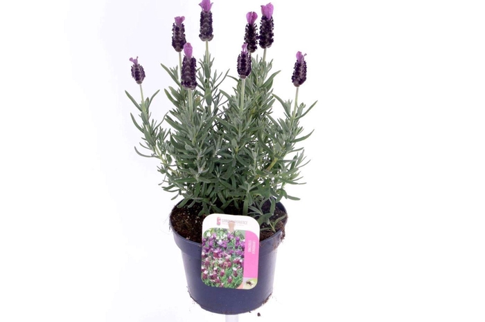 <h4>Lavandula</h4>