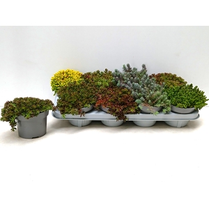 SEDUM MIXK