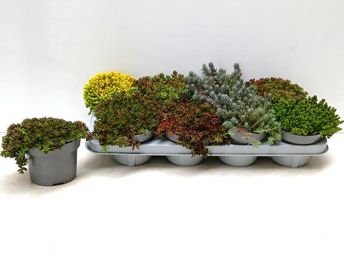 <h4>SEDUM MIXK</h4>