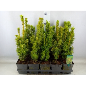 Taxus baccata 'David'