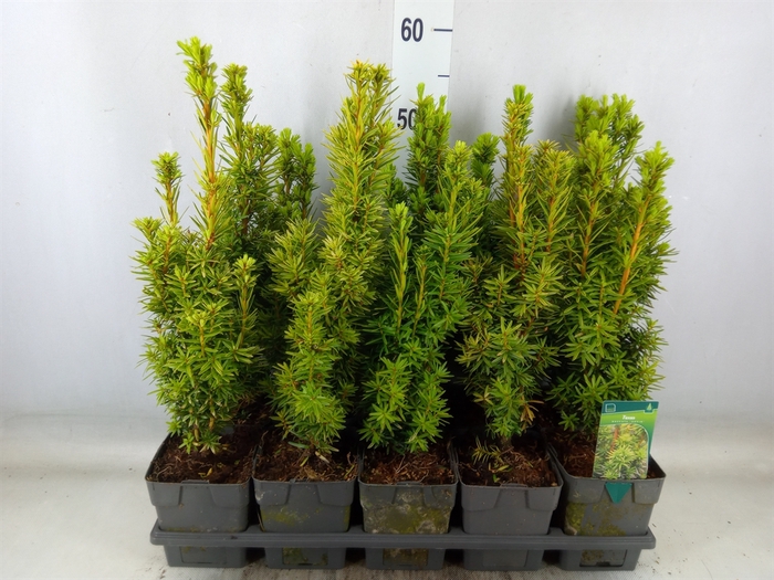 <h4>Taxus baccata 'David'</h4>
