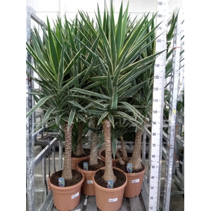Yucca elephantipes 'Puck'   ...KS