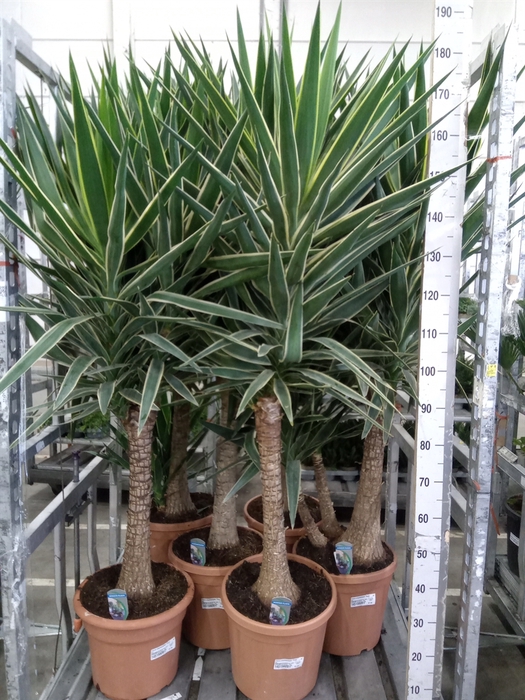 <h4>Yucca elephantipes 'Puck'   ...KS</h4>