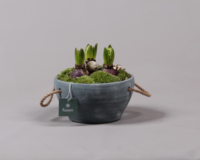 <h4>Cement pot met handvaten en Hyacinten</h4>