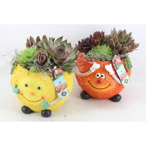 arr4 Semp JS - Ker. fruit mix orange/lemon