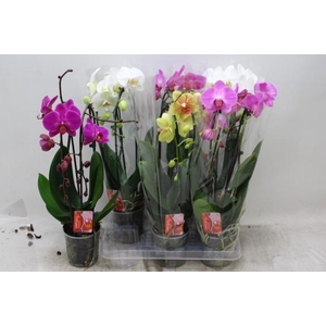 PHAL EL CASCADE