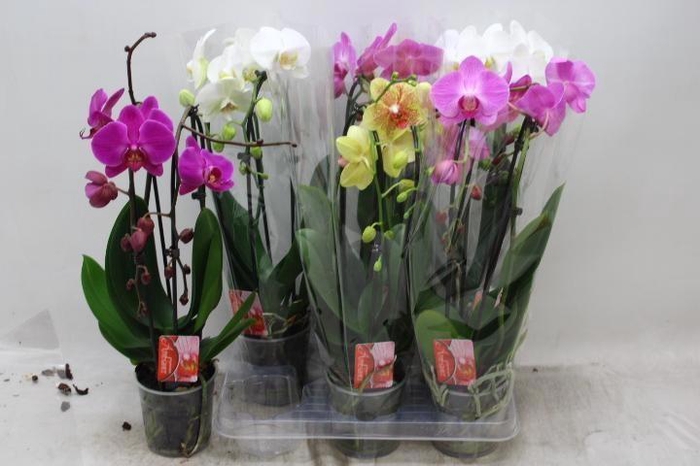 <h4>PHAL EL CASCADE</h4>