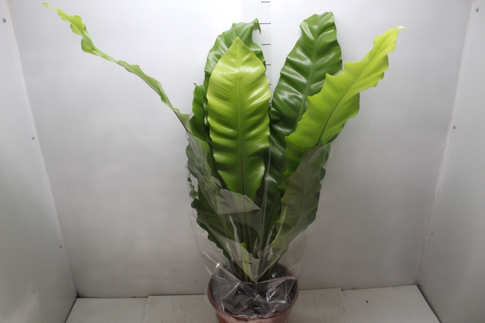 <h4>ASPLENIUM NIDUS P24</h4>