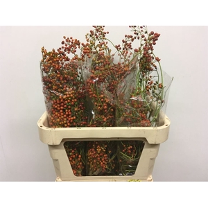 Rosa Corallo Orange Red