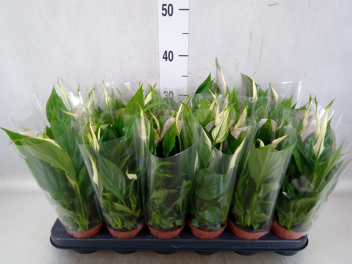 <h4>Spathiphyllum  'Chopin'</h4>