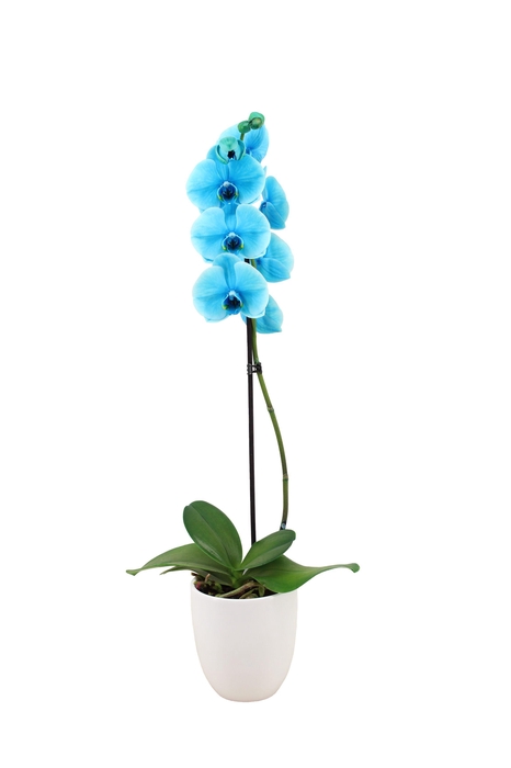 <h4>Hugo White Phal I Am Ocean Blue 1T9+</h4>