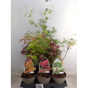 Acer palmatum 'Atropurpureum'