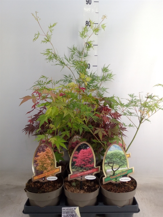 <h4>Acer palmatum 'Atropurpureum'</h4>