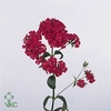 Dianthus Br Amazon Neon Cherry