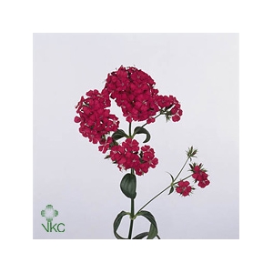 Di Barb Am Neon Cher