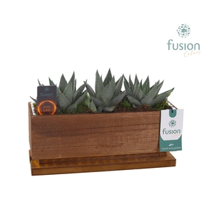 The Green Lighting Garden LED Medium lang met Succulent