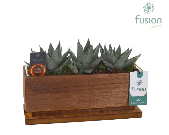 <h4>The Green Lighting Garden LED Medium lang met Succulent</h4>