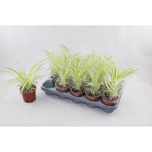 CHLOR COM VARIEGATUM