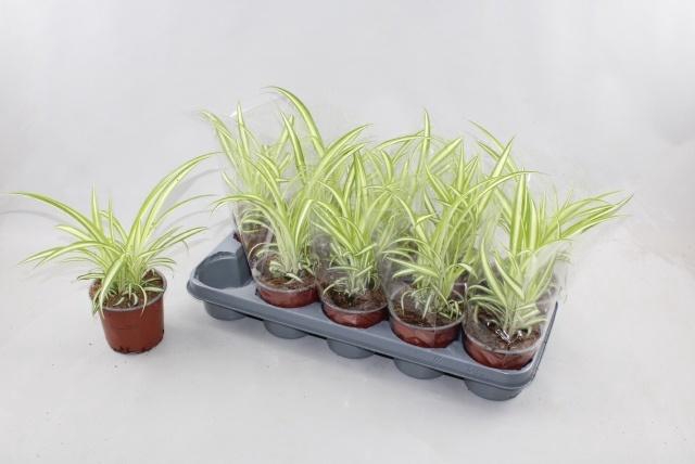 <h4>CHLOR COM VARIEGATUM</h4>