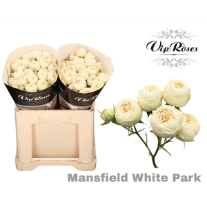 R Tr Mansfield White Park 577