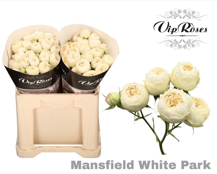 <h4>R Tr Mansfield White Park 577</h4>