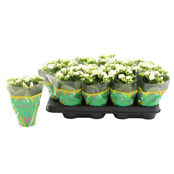 <h4>Kalanchoe Calandiva White</h4>
