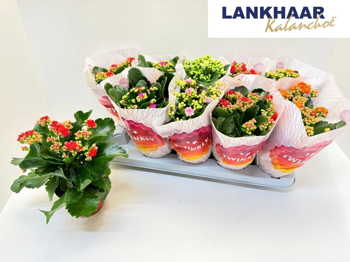 KAL GE PERF GEM 5 KL