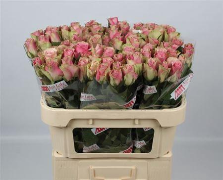 <h4>R Gr Belle Rose</h4>