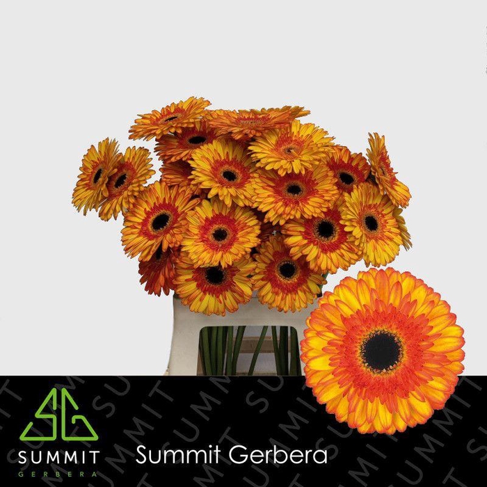 <h4>Gerbera Spotlight Water x40 Lang</h4>