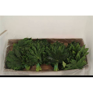 FATSIA JAPONICA BLAD P.DS