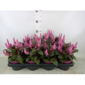 Celosia spic. 'Wild Pink'