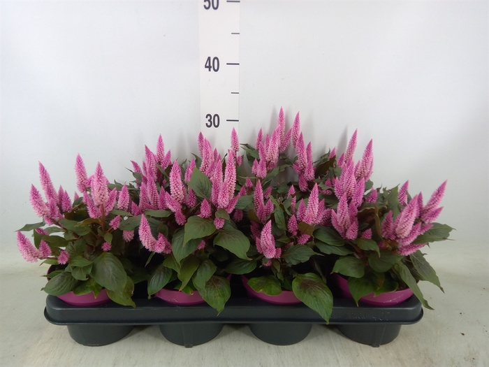<h4>Celosia spic. 'Wild Pink'</h4>
