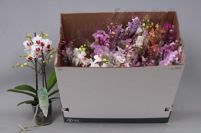 <h4>PHAL MF GEM 8 KL</h4>