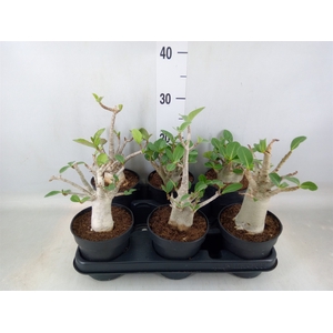 Adenium NB 'Ansu Baobab'