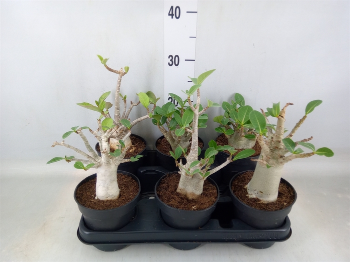 <h4>Adenium NB 'Ansu Baobab'</h4>