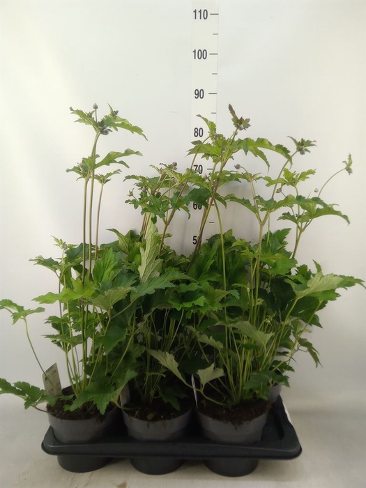 <h4>Anemone hybrida 'Hadspen Abundance'</h4>