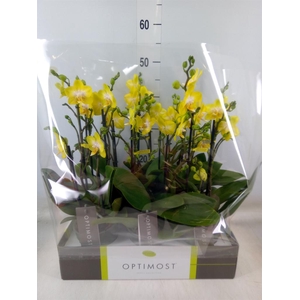 Phalaenopsis multi. 'Ant Arezzo'